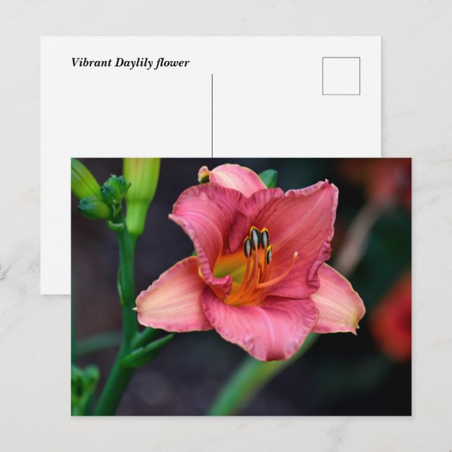 Taglilie Blume Postkarte (Vorne/Hinten)