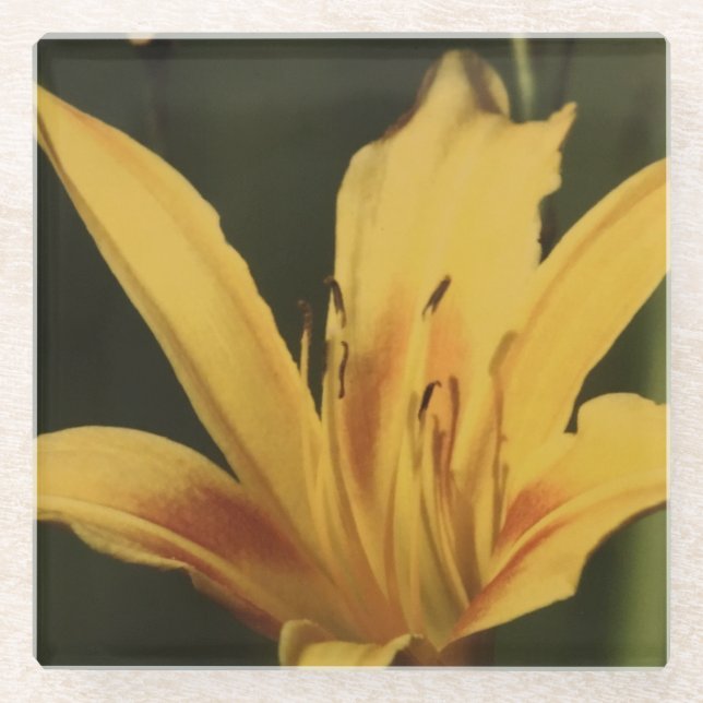 Taglilie Blume Untersetzer (Vorderseite)