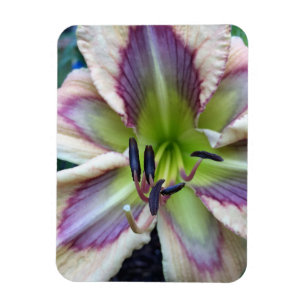 Taglilie, 'Dragonfly Dawn' Magnet