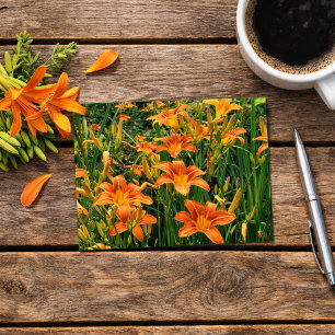 Taglilie Garden / Orange Lily Blume Fotografie Postkarte