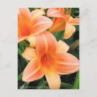 Taglilie: Hemerocallis"Persische Prinzessin" [Post