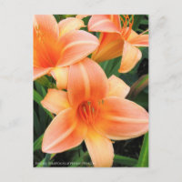 Taglilie: Hemerocallis"Persische Prinzessin" [Post