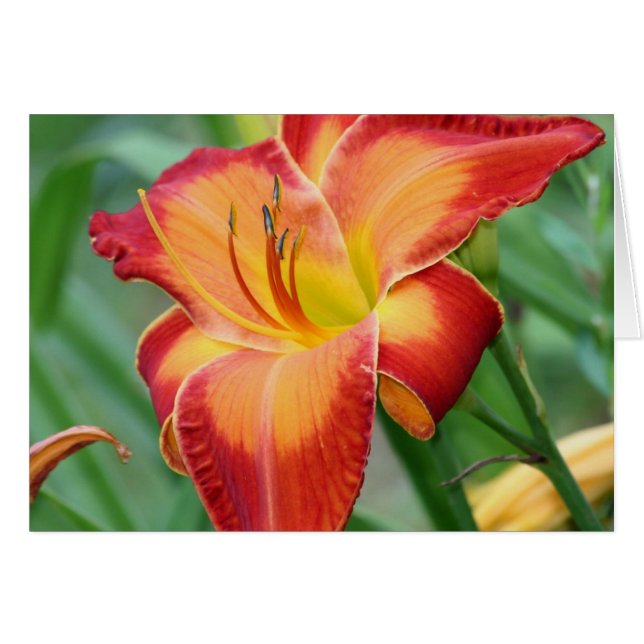 Taglilie 'unvergleichliches Fire (Vorderseite (Horizontal))