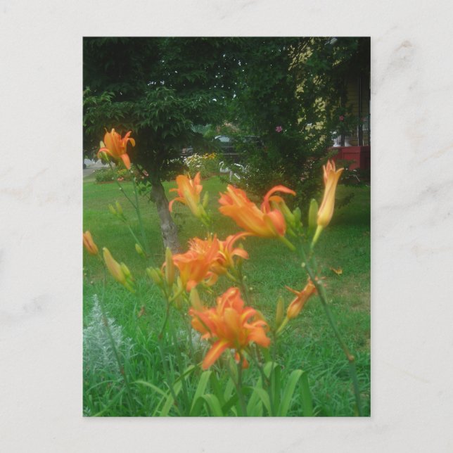 Taglilien des Sommers Postkarte (Vorderseite)