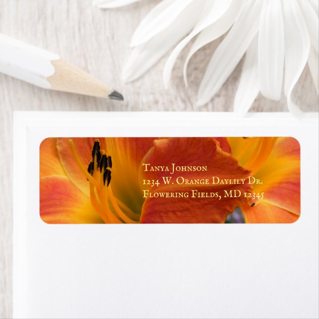 Taglilien / Hemerocallien / Orangefarbene Lilien / (Insitu)