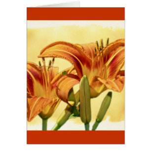 Taglilien - Hemerocallis