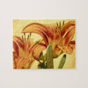 Taglilien - Hemerocallis