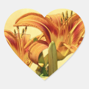 Taglilien - Hemerocallis Herz-Aufkleber