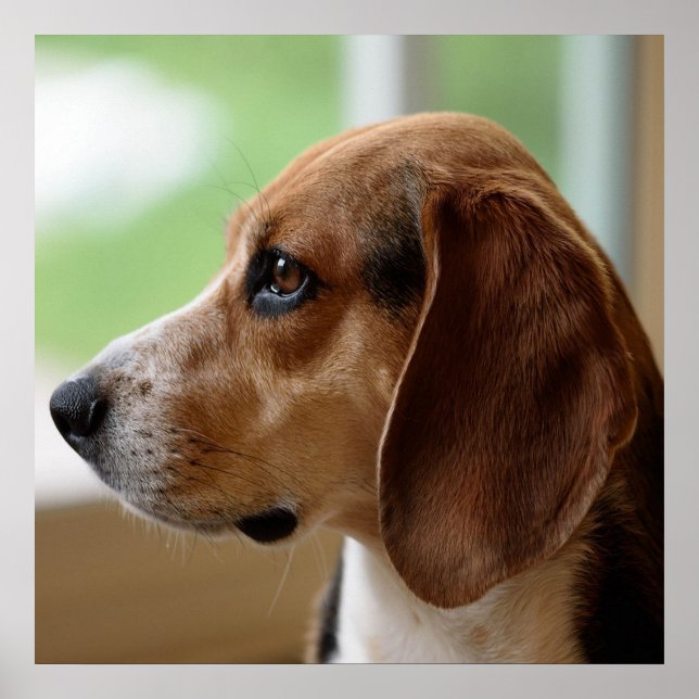 Tagträumender Beagle Poster (Vorne)