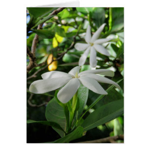 Tahitian Gardenia