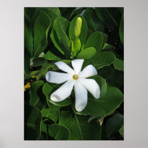 Tahitian Gardenia Poster