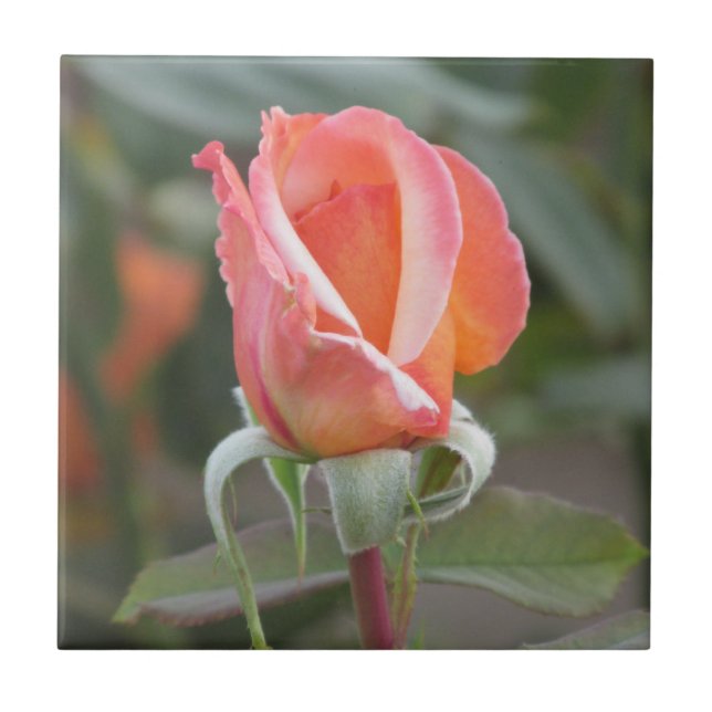Tahitian Sonnenuntergang-orange Rosen-Fliese Fliese (Vorderseite)