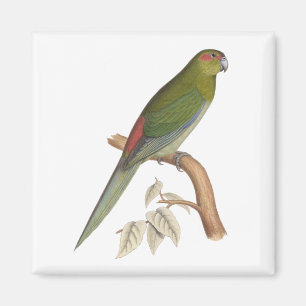 Tahitiparakeet-Illustration, C. 1849 Magnet