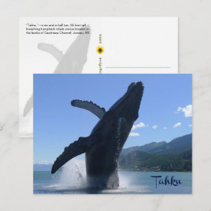 „Tahku“ – Buckelwal-Statue beim Sprung aus dem Was Postkarte
