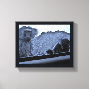 Taif Baboons Leinwanddruck