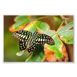Tailed Jay Photo Print