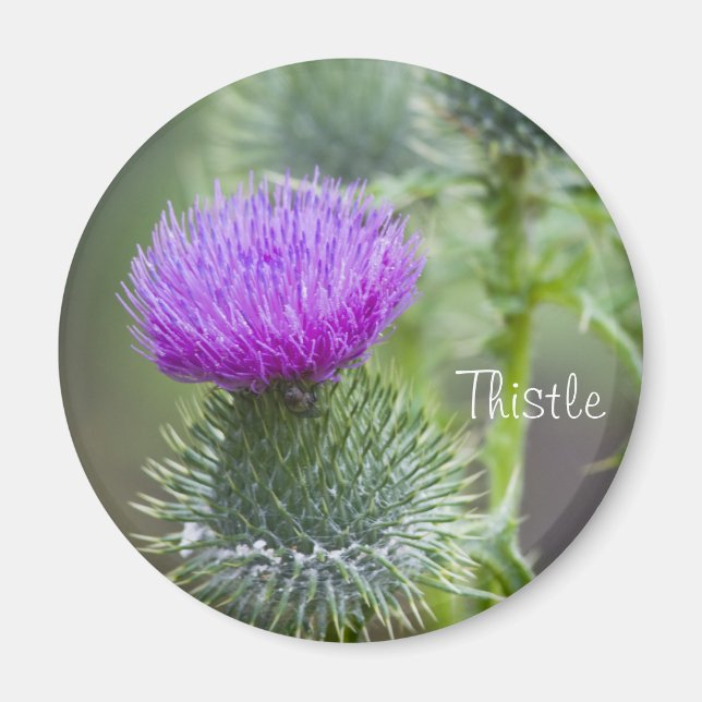Taille Magnet (Vorne)