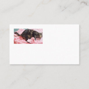 Tailor Dave Cartes de visite américains