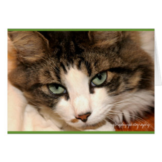 taj, glorydaysphotography