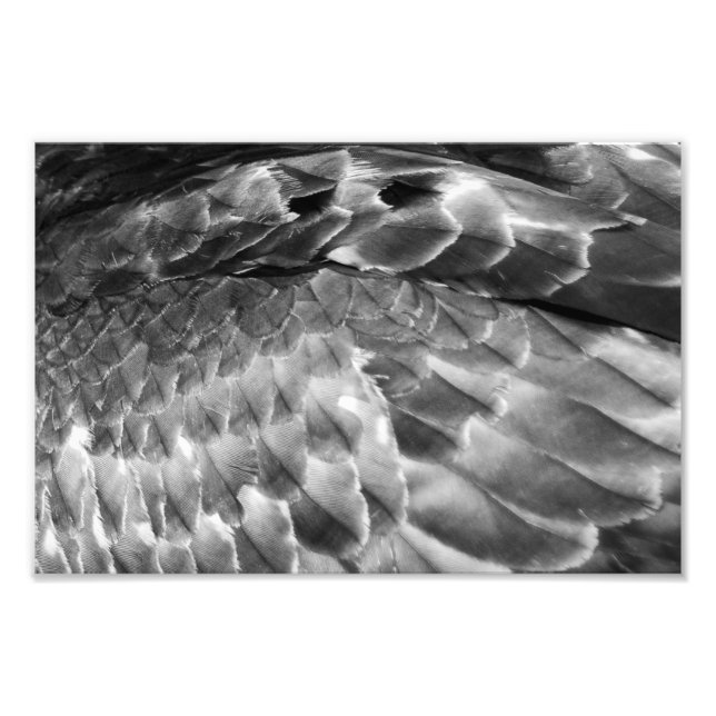 Take Flight Fotodruck (Vorne)