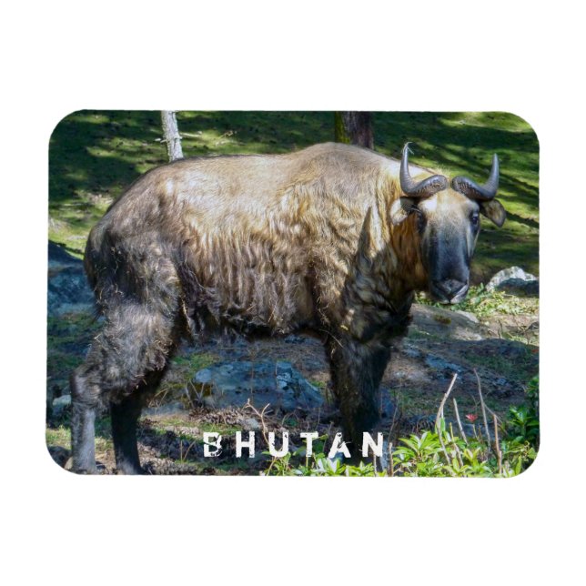 Takin, nationales Tier von Bhutan - Himalaya, Asie Magnet (Horizontal)