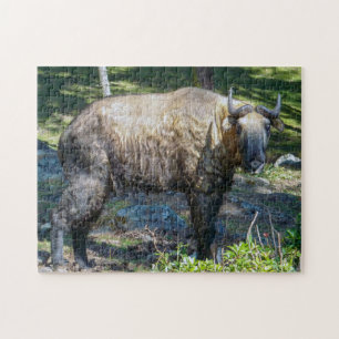 Takin, Nationaltier von Bhutan - Himalaja, Asien