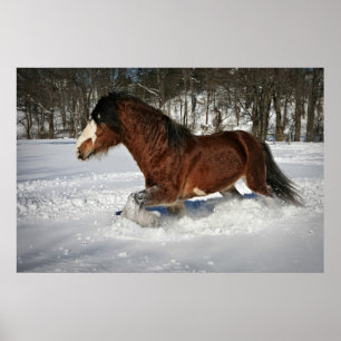 Taking It In Stride-Clydesdale in the Snow Poster