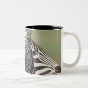 Tala-private Reserve, Kwazulu Natal, Süd Zweifarbige Tasse