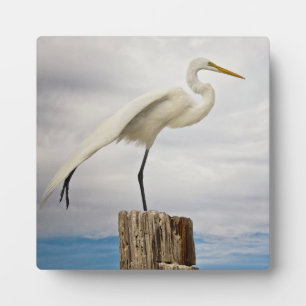 Talented Egret   Fort Myers Beach, Florida Fotoplatte
