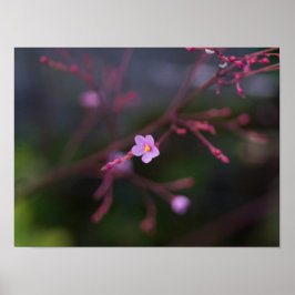 Talinum paniculatum poster