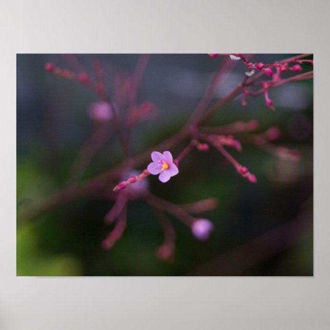 Talinum paniculatum poster (Vorne)