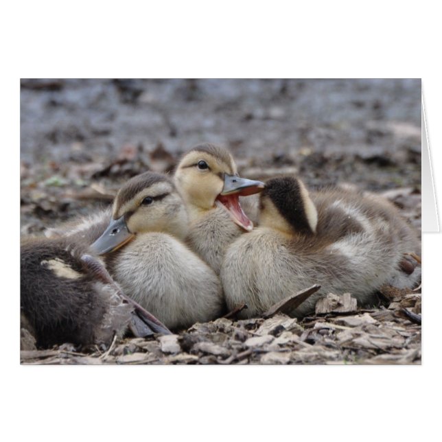 Talkative Mallard Ducklings (Vorderseite (Horizontal))