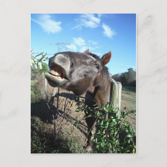Talking Brown Horse Postkarte (Vorderseite)