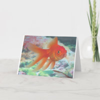 Talking Goldfish