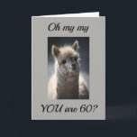 **TALKING LLAMA** GREETING" FOR "60th" BIRTHDAY Karte<br><div class="desc">This absoulutly funny AND adorable horse is just waiting to put a huge smile on face today. Let a special person in your life know you are thinking of them today. Great GROUP card.</div>