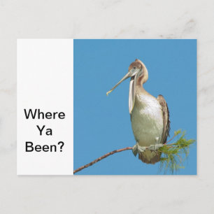 Talking Pelican Postkarte