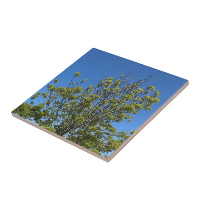 Tall Ash Tree im schönen Blue Sky Foto Fliese (Seite)