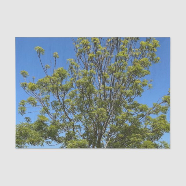 Tall Ash Tree im schönen Blue Sky Foto Seidenpapier (Vorderseite)