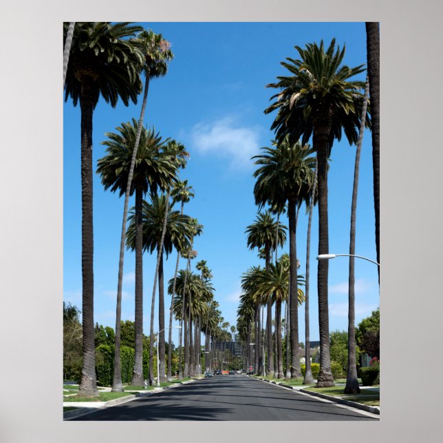 Tall California Palm Trees Fotografie Poster (Vorne)