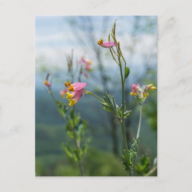 Tall Corydalis Wildblume Vertikale Postkarte (Vorderseite)