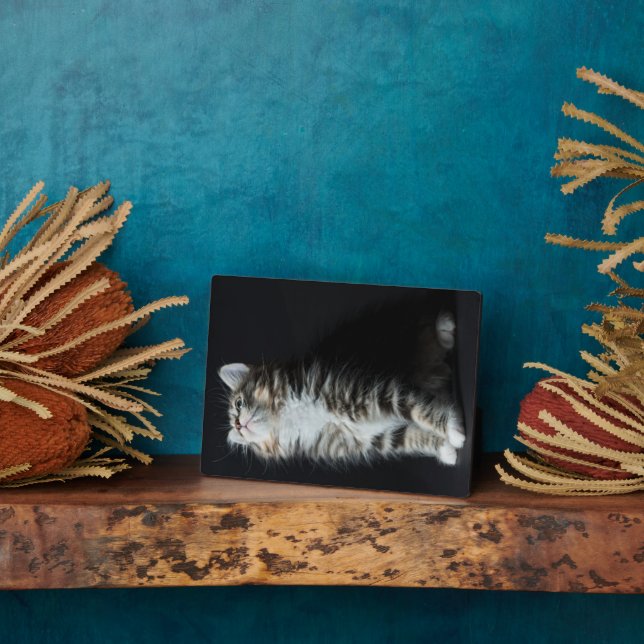 Tall Tabby Fotoplatte (Seite)