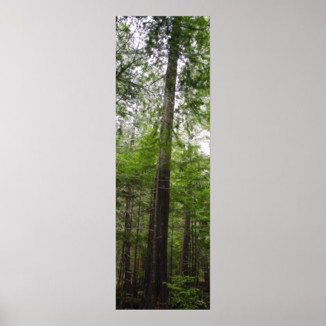 TALL TREE in Forest Art Poster (Vorne)