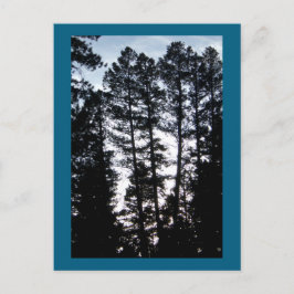 Tall Trees in CO Mountains Carte postale