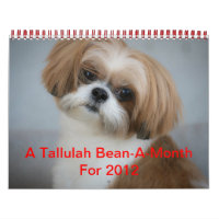 Tallulah Bean Calendar Niedlich Shih Tzu