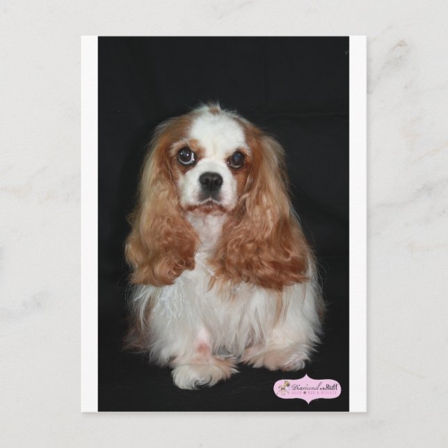 Tallulah Postkarte (Vorderseite)