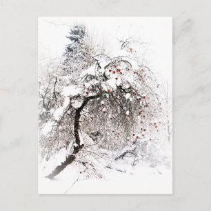 Talviomenat Postkarte
