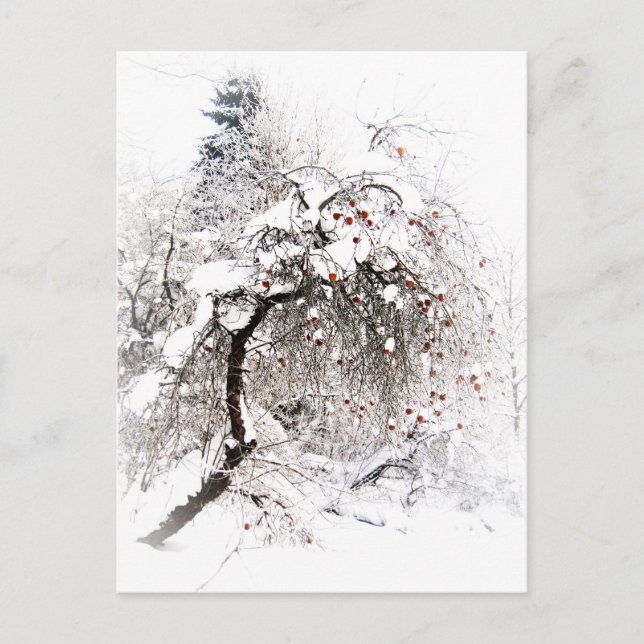 Talviomenat Postkarte (Vorderseite)
