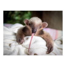 Tamandua Poster