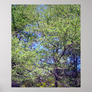 Tamarack Larch Tree 1 Poster