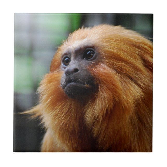 Tamarin-Affe Fliese (Vorderseite)